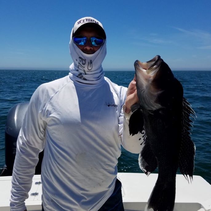 Giant Black Sea Bass